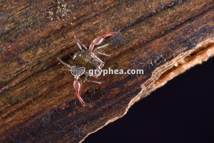 Pseudoscorpion (Neobisium muscorum ) x2 - gryphea.com